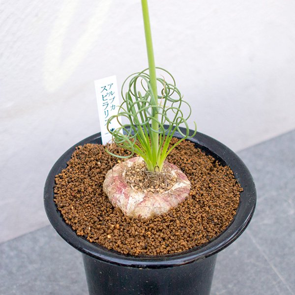 アルブカ スピラリスの通信販売・ネットショップ｜観葉植物・多肉植物