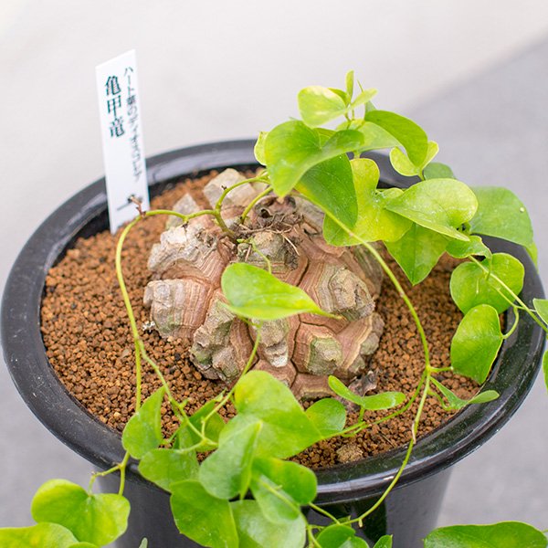 亀甲竜の通信販売・ネットショップ｜観葉植物・多肉植物、塊根植物の