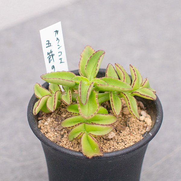 カランコエ 五節の舞の通信販売・ネットショップ｜観葉植物・多肉植物、塊根植物の通販・ネットショップの『the Farm UNIVERSAL  ONLINE STORE』