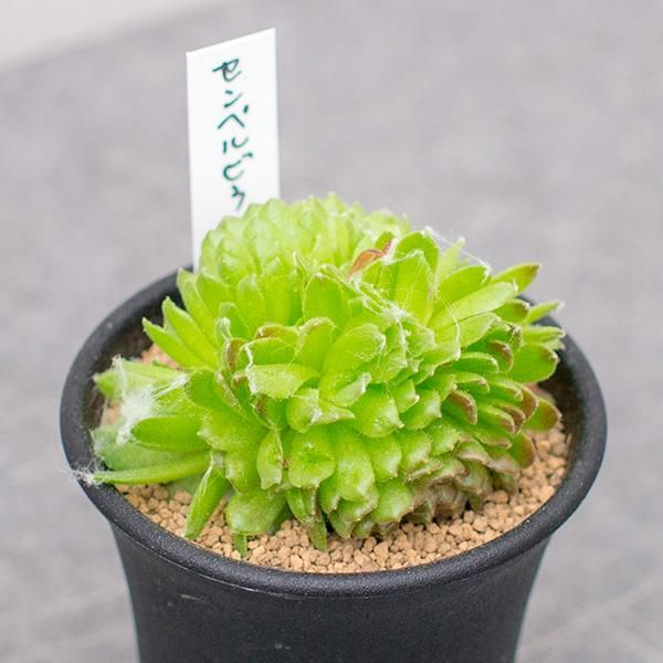 センペルビウム綴化 2 5号 観葉植物 多肉植物 塊根植物の通販 ネットショップ The Farm Universal Online Store センペルビウム綴化 2 5号 観葉植物 多肉植物 塊根植物の通販 ネットショップ The Farm Universal Online Store