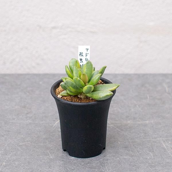 アドロミスクス 松虫錦の通信販売 ネットショップ 観葉植物 多肉植物 塊根植物の通販 ネットショップの The Farm Universal Online Store アドロミスクス 松虫錦の通信販売 ネットショップ 観葉植物 多肉植物 塊根植物の通販 ネットショップの The Farm Universal Online Store