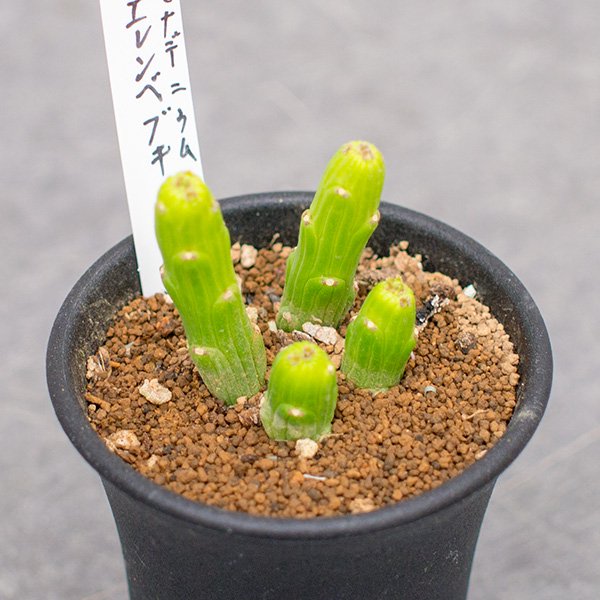 モナデニウム エレンベッキー 2.5号 - 観葉植物・多肉植物・塊根植物の 