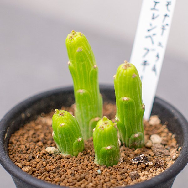 モナデニウム エレンベッキー 2.5号 - 観葉植物・多肉植物・塊根植物の 