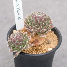 セネシオ 白銀竜 2.5号 - 観葉植物・多肉植物・塊根植物の通販・ネットショップ｜the Farm UNIVERSAL ONLINE STORE