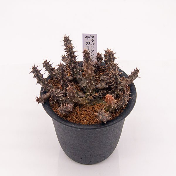 Sale 55 Off 観葉植物 多肉植物 少しレア ガガイモ スタペリアンサス デカリイ 植物 観葉植物 Www Jkuat Ac Ke