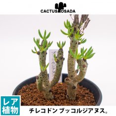 セネシオ 白銀竜 2.5号 - 観葉植物・多肉植物・塊根植物の通販・ネットショップ｜the Farm UNIVERSAL ONLINE STORE