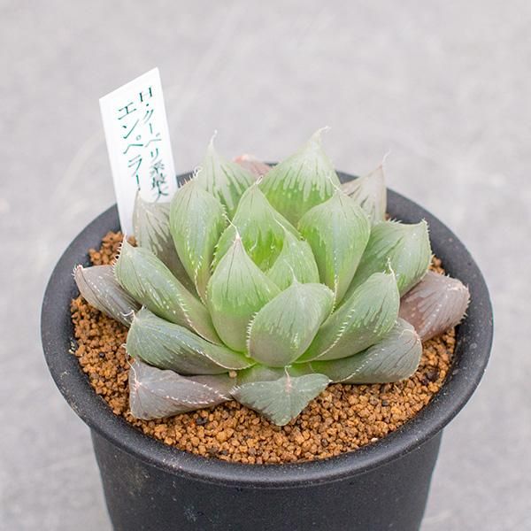 多肉植物 韓国苗 ハオルチア クーペリー 発根済み （こんにちは