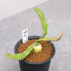 セネシオ 白銀竜 2.5号 - 観葉植物・多肉植物・塊根植物の通販・ネットショップ｜the Farm UNIVERSAL ONLINE STORE