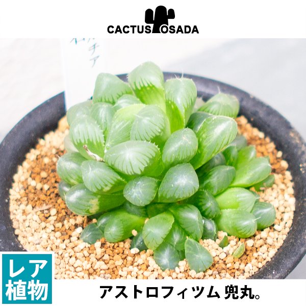 ハオルチア 雫石の通信販売・ネットショップ｜観葉植物・多肉植物、塊根植物の通販・ネットショップの『the Farm UNIVERSAL ONLINE  STORE』