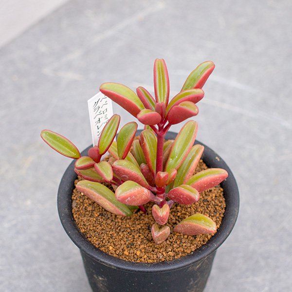 ペペロミア グラベオレンスの通信販売・ネットショップ｜観葉植物・多肉植物、塊根植物の通販・ネットショップの『the Farm UNIVERSAL  ONLINE STORE』