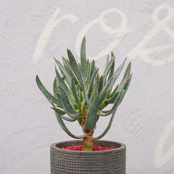 アロエ ラモシシマの通信販売 ネットショップ 観葉植物 多肉植物 塊根植物の通販 ネットショップの The Farm Universal Online Store アロエ ラモシシマの通信販売 ネットショップ 観葉植物 多肉植物 塊根植物の通販 ネットショップの The Farm Universal Online Store