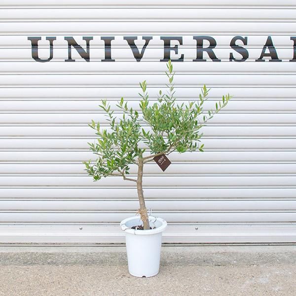 創樹のオリーブの通信販売 ネットショップ 観葉植物 多肉植物 塊根植物の通販 ネットショップの The Farm Universal Online Store 創樹のオリーブの通信販売 ネットショップ 観葉植物 多肉植物 塊根植物の通販 ネットショップの The Farm Universal Online Store