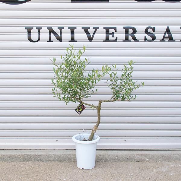 創樹のオリーブの通信販売 ネットショップ 観葉植物 多肉植物 塊根植物の通販 ネットショップの The Farm Universal Online Store 創樹のオリーブの通信販売 ネットショップ 観葉植物 多肉植物 塊根植物の通販 ネットショップの The Farm Universal Online Store