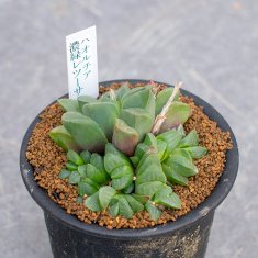 3,000円 - 観葉植物・多肉植物・塊根植物の通販・ネットショップ｜the Farm UNIVERSAL ONLINE STORE