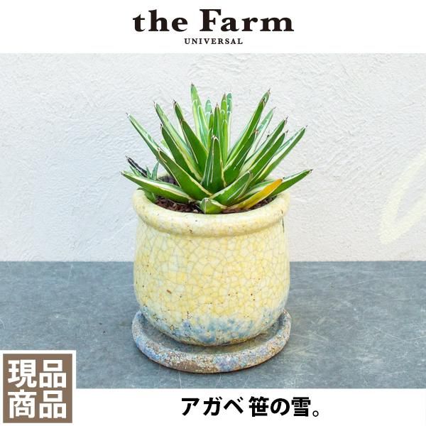 アガベ 笹の雪の通信販売 ネットショップ 観葉植物 多肉植物 塊根植物の通販 ネットショップの The Farm Universal Online Store