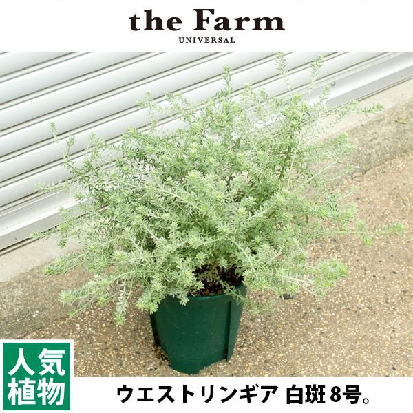 ウエストリンギアの通信販売 ネットショップ 観葉植物 多肉植物 塊根植物の通販 ネットショップの The Farm Universal Online Store