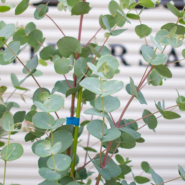 ユーカリ グニー 8号 - 観葉植物・多肉植物・塊根植物の通販・ネット