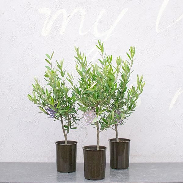 創樹のオリーブの通信販売 ネットショップ 観葉植物 多肉植物 塊根植物の通販 ネットショップの The Farm Universal Online Store 創樹のオリーブの通信販売 ネットショップ 観葉植物 多肉植物 塊根植物の通販 ネットショップの The Farm Universal Online Store