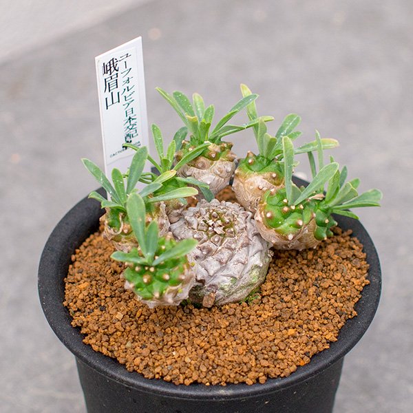 ユーフォルビア日本交配 峨眉山の通信販売・ネットショップ｜観葉植物・多肉植物、塊根植物の通販・ネットショップの『the Farm UNIVERSAL  ONLINE STORE』