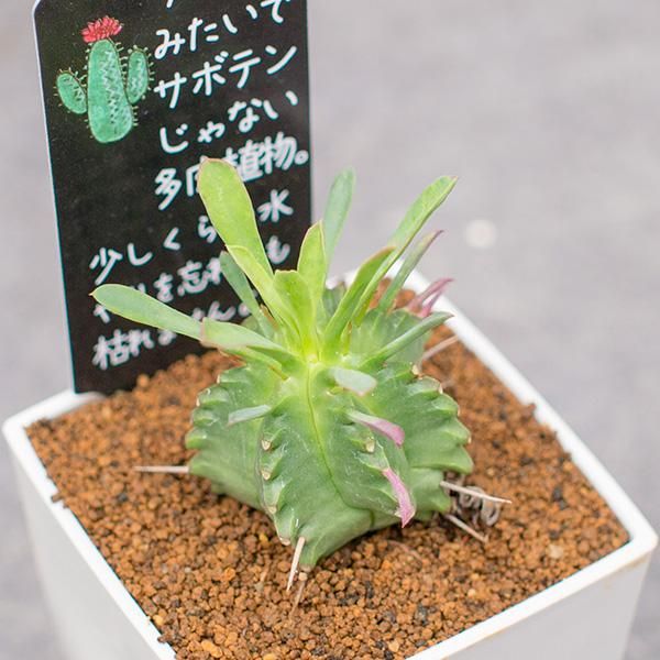 ユーフォルビア 笹蟹丸の通信販売 ネットショップ 観葉植物 多肉植物 塊根植物の通販 ネットショップの The Farm Universal Online Store