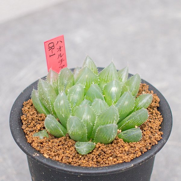 ハオルチア CR-1の通信販売・ネットショップ｜観葉植物・多肉植物