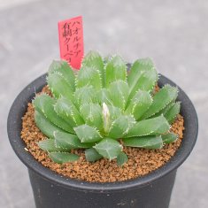 3,000円 - 観葉植物・多肉植物・塊根植物の通販・ネットショップ｜the Farm UNIVERSAL ONLINE STORE