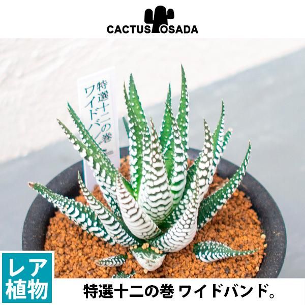 特選十二の巻 ワイドバンドの通信販売 ネットショップ 観葉植物 多肉植物 塊根植物の通販 ネットショップの The Farm Universal Online Store