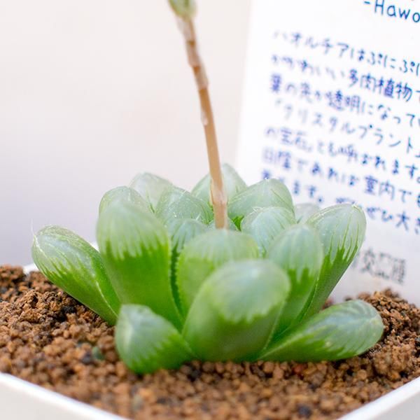 1105．多肉植物 ハオルチア オブツーサ交配錦23(大玉) 芳しく