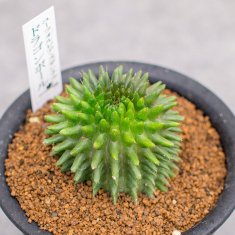 その他 フラワー/ガーデンレアな多肉植物の通信販売・ネットショップ｜観葉植物・多肉植物、塊根 ...