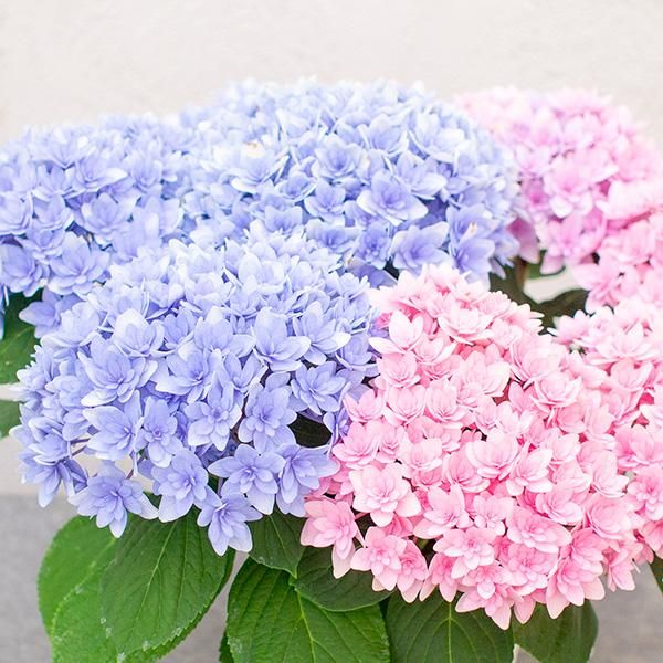 アジサイ ごきげんようの通信販売 ネットショップ 観葉植物 多肉植物 塊根植物の通販 ネットショップの The Farm Universal Online Store アジサイ ごきげんようの通信販売 ネットショップ 観葉植物 多肉植物 塊根植物の通販 ネットショップの The Farm Universal Online Store