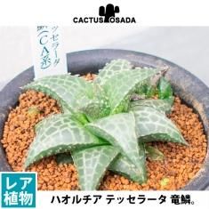 レアな多肉植物の通信販売 ネットショップ 観葉植物 多肉植物 塊根植物の通販 ネットショップの The Farm Universal Online Store レアな多肉植物の通信販売 ネットショップ 観葉植物 多肉植物 塊根植物の通販 ネットショップの The Farm Universal Online Store