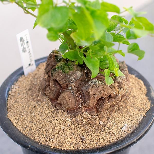 亀甲竜の通信販売 ネットショップ 観葉植物 多肉植物 塊根植物の通販 ネットショップの The Farm Universal Online Store