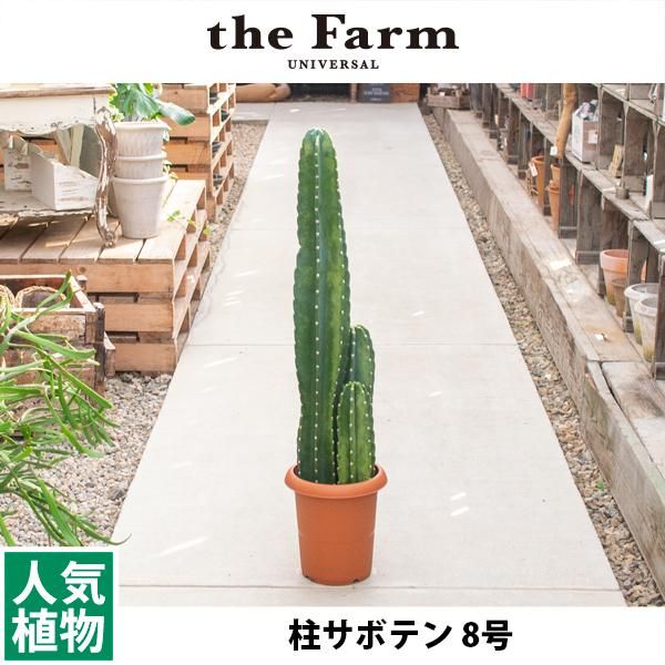 人気の柱サボテンなどのサボテンを通信販売 国内最大級のガーデンセンター The Farm Universal から人気の観葉植物 希少な塊根植物 珍しい多肉植物をお届けします