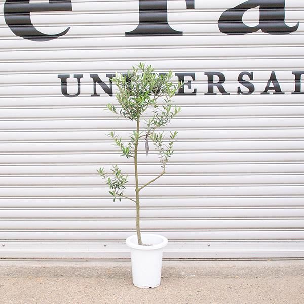 創樹のオリーブの通信販売 ネットショップ 観葉植物 多肉植物 塊根植物の通販 ネットショップの The Farm Universal Online Store 創樹のオリーブの通信販売 ネットショップ 観葉植物 多肉植物 塊根植物の通販 ネットショップの The Farm Universal Online Store