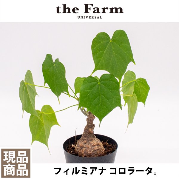 フィルミアナコロラータ 塊根植物 コーデックス - 植物/観葉植物