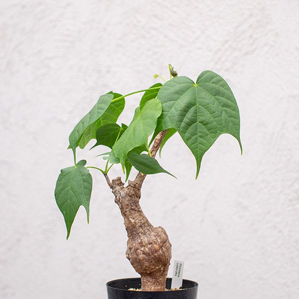 塊根植物 フィルミアナ コロラータ - 植物/観葉植物
