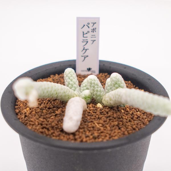 アボニア パピラケアの通信販売 ネットショップ 観葉植物 多肉植物 塊根植物の通販 ネットショップの The Farm Universal Online Store アボニア パピラケアの通信販売 ネットショップ 観葉植物 多肉植物 塊根植物の通販 ネットショップの The Farm Universal Online Store