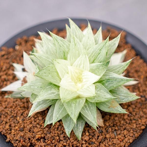 ハオルチア 氷砂糖の通信販売 ネットショップ 観葉植物 多肉植物 塊根植物の通販 ネットショップの The Farm Universal Online Store ハオルチア 氷砂糖の通信販売 ネットショップ 観葉植物 多肉植物 塊根植物の通販 ネットショップの The Farm Universal Online Store