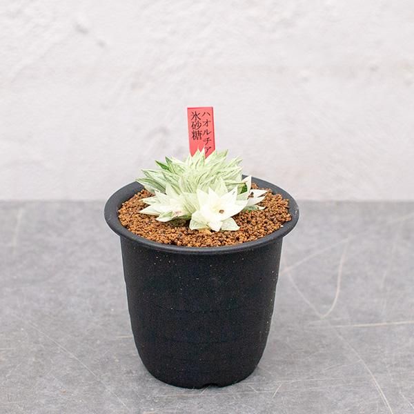 ハオルチア 氷砂糖の通信販売 ネットショップ 観葉植物 多肉植物 塊根植物の通販 ネットショップの The Farm Universal Online Store ハオルチア 氷砂糖の通信販売 ネットショップ 観葉植物 多肉植物 塊根植物の通販 ネットショップの The Farm Universal Online Store
