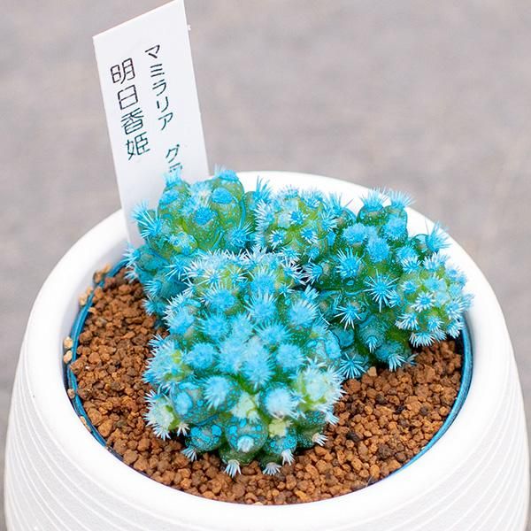 マミラリア グラシリス 明日香姫の通信販売 ネットショップ 観葉植物 多肉植物 塊根植物の通販 ネットショップの The Farm Universal Online Store