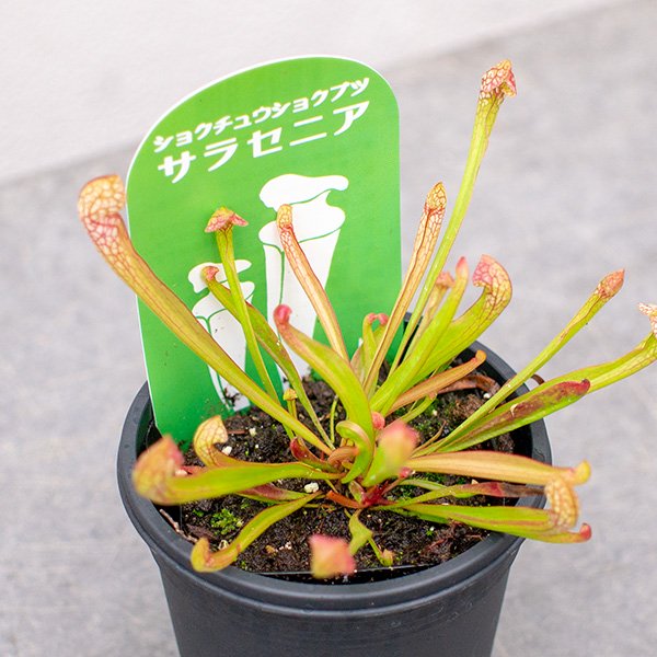 サラセニアの通信販売・ネットショップ｜観葉植物・多肉植物、塊根植物の通販・ネットショップの『the Farm UNIVERSAL ONLINE  STORE』