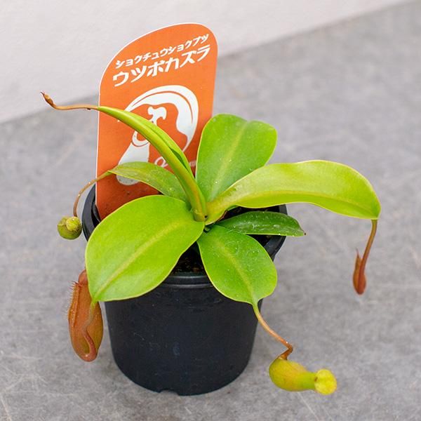 ウツボカズラの通信販売 ネットショップ 観葉植物 多肉植物 塊根植物の通販 ネットショップの The Farm Universal Online Store