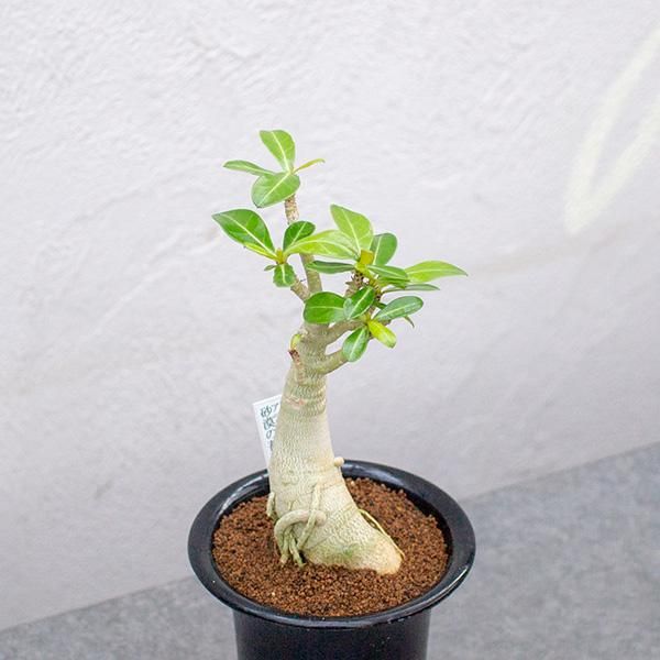 アデニウム 砂漠の薔薇の通信販売 ネットショップ 観葉植物 多肉植物 塊根植物の通販 ネットショップの The Farm Universal Online Store アデニウム 砂漠の薔薇の通信販売 ネットショップ 観葉植物 多肉植物 塊根植物の通販 ネットショップの The Farm Universal Online Store