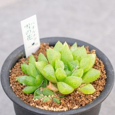 レアな多肉植物の通信販売・ネットショップ｜観葉植物・多肉植物、塊根 ...