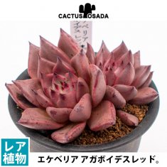 レアな多肉植物の通信販売・ネットショップ｜観葉植物・多肉植物、塊根植物の通販・ネットショップの『the Farm UNIVERSAL ONLINE  STORE』