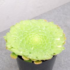 レアな多肉植物の通信販売・ネットショップ｜観葉植物・多肉植物、塊根植物の通販・ネットショップの『the Farm UNIVERSAL ONLINE  STORE』