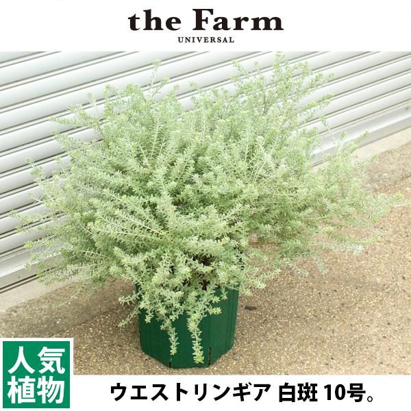 ウエストリンギアの通信販売 ネットショップ 観葉植物 多肉植物 塊根植物の通販 ネットショップの The Farm Universal Online Store