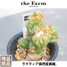 珍奇植物 / ビザールプランツの通信販売・ネットショップ｜観葉植物・多肉植物、塊根植物の通販・ネットショップの『the Farm UNIVERSAL  ONLINE STORE』