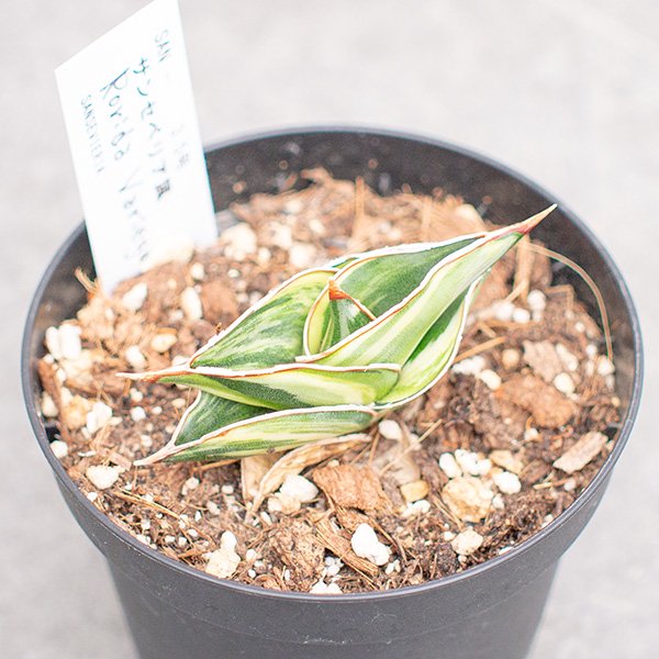 サンスベリア ロリダ バリエガータ 3.5号 - 観葉植物・多肉植物・塊根 