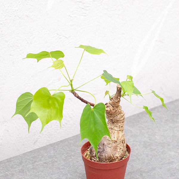 その他塊根植物の中でも珍しい、東南アジアのフィルミアナ・コロラータ ...